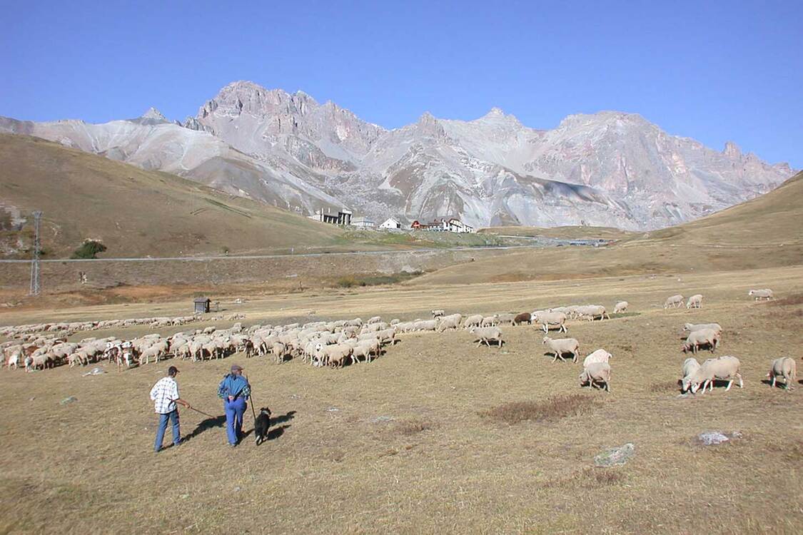 Photo 1 - col du lautaret-pastoralisme