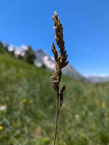 Photo 2 - col du lautaret-pastoralisme